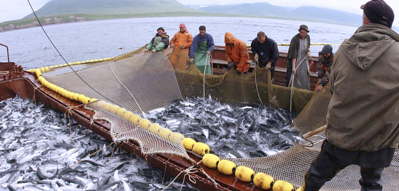 Живущий на промысле. Рыбная промышленность Камчатка. Рыболовство на Дальнем востоке. Рыбная промышленность дальнего Востока. Рыбопромышленный комплекс.